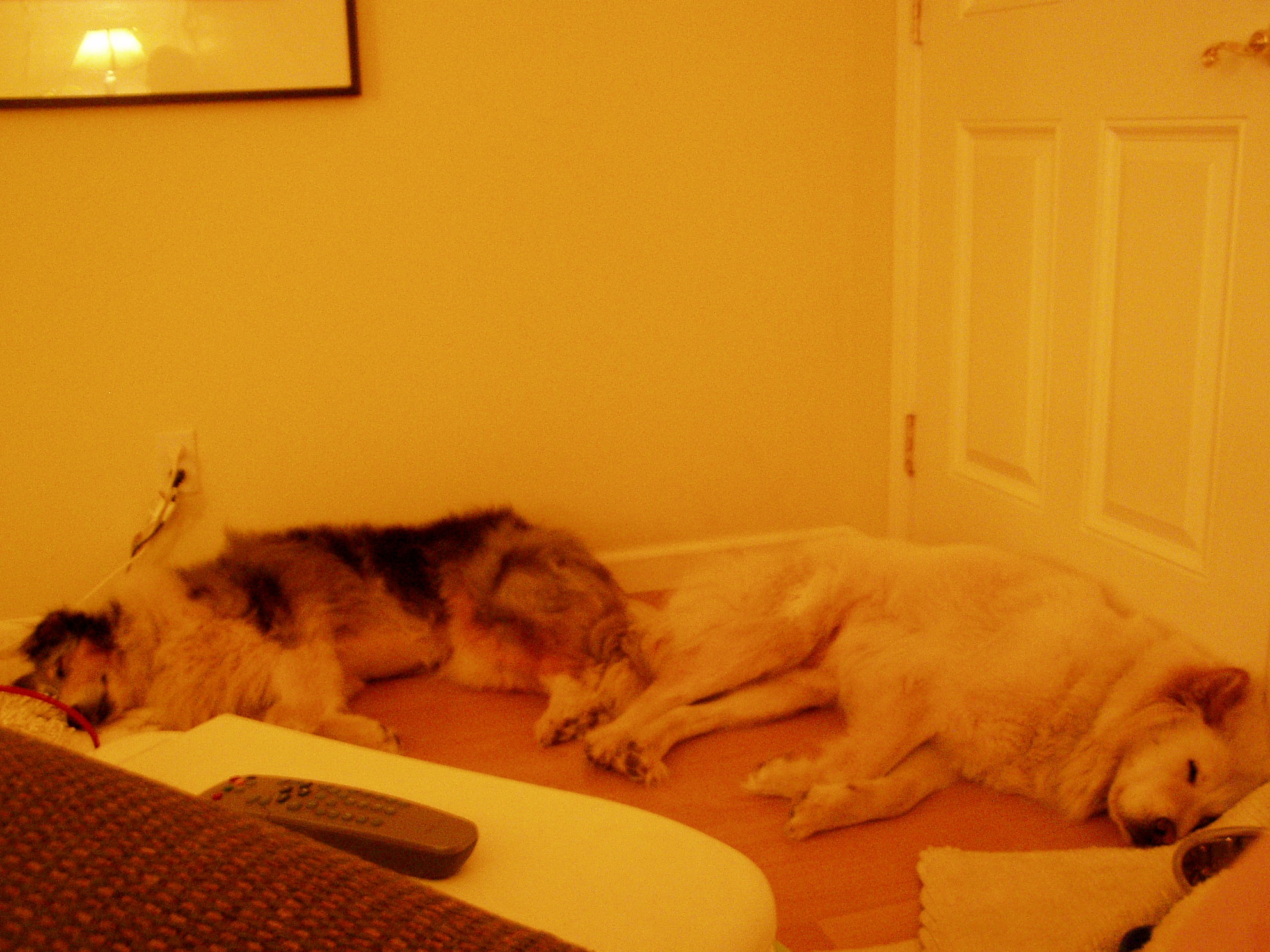 Sleeping Dogs