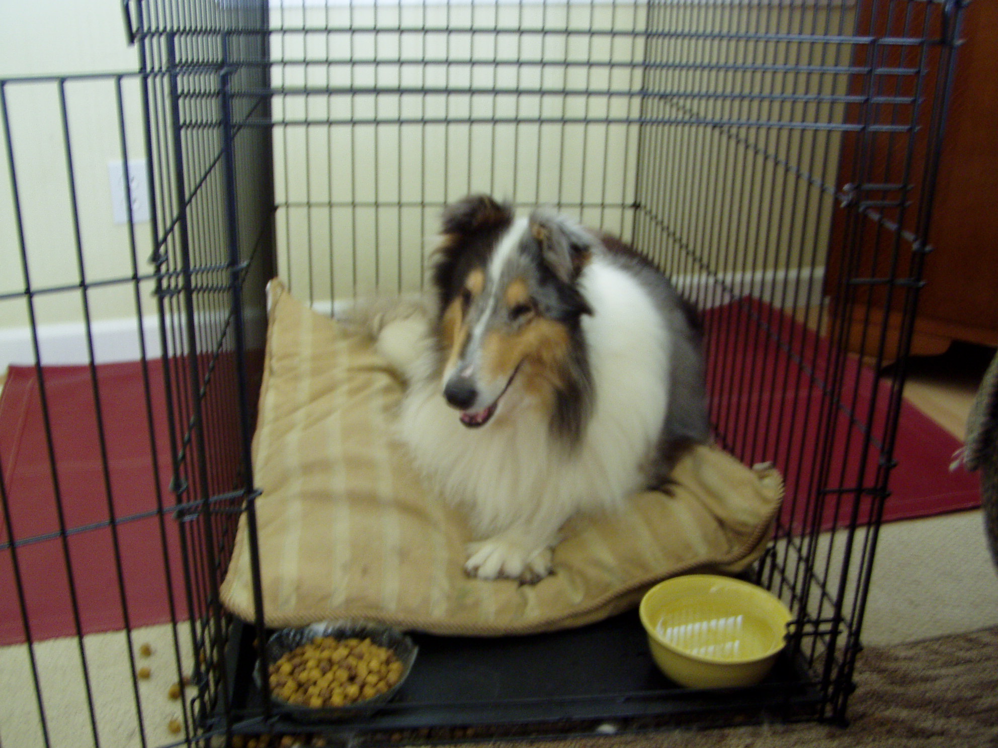 Greta in her Kennel