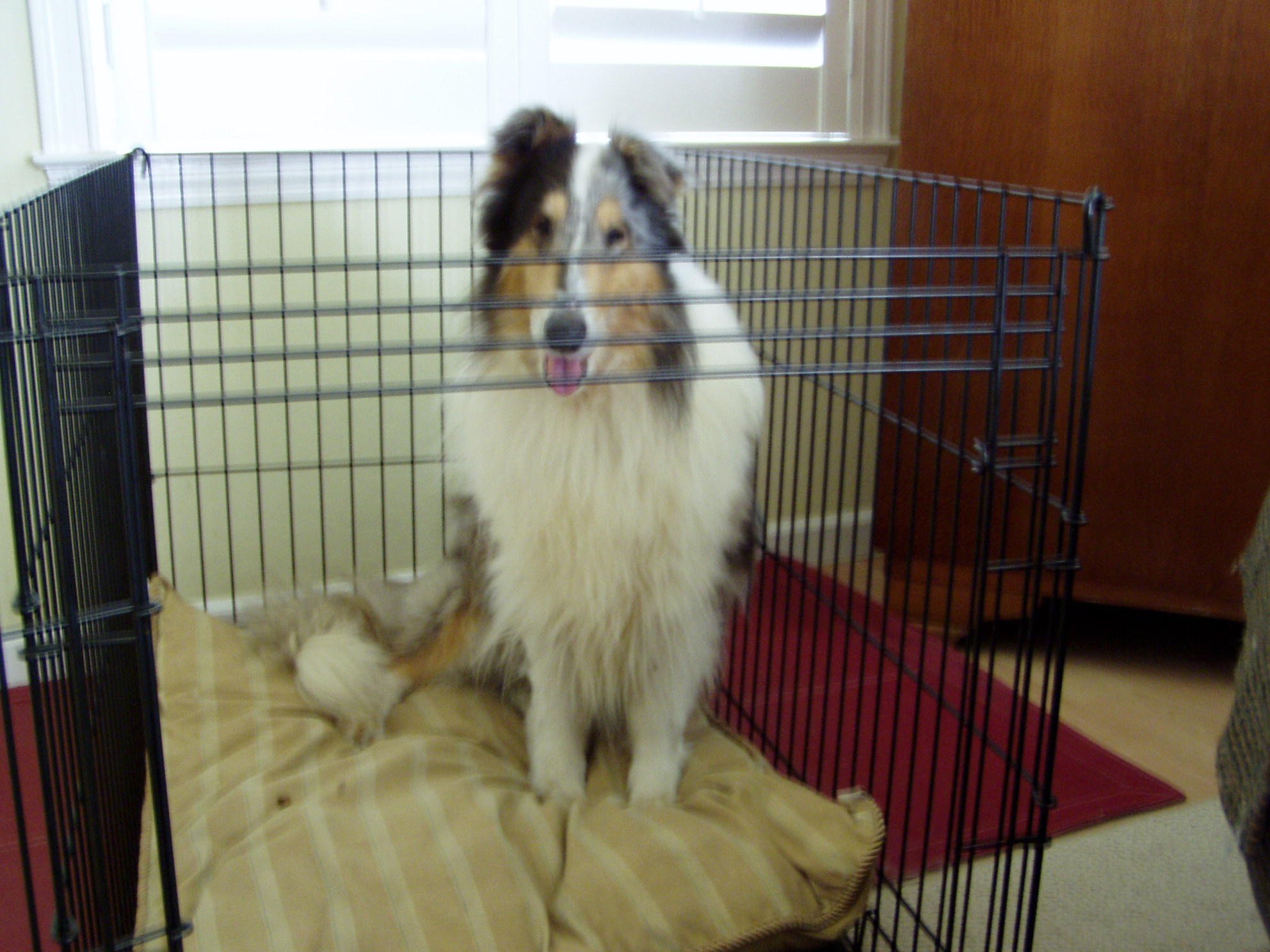 Greta in her Kennel